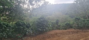 You can also browse through farms and acreages for sale in Costa Rica listed between $79000 and $165000000 (3). With the right SEO, you can make sure that your coffee farm sale in Costa Rica will be seen by potential buyers, ensuring that you get the best deals and the best returns.