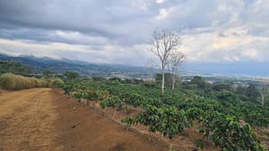 you can find a turn-key business opportunity and get a great investment for your money. The coffee farm is located in Monteverde (2), and it has a great