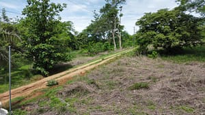 Finca_Duyehisi_de_Avellanas_31500_m2_15