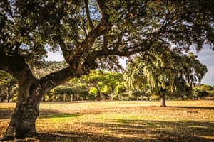 Renaissance Charm at Finca El Santo: A 16th-Century Spanish Estate | 2,470 ACRES Lot Area