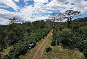 Coffee Farm in Alajuela