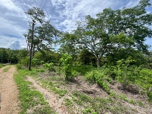 Finca_Duyehisi_de_Avellanas_31500_m2_10